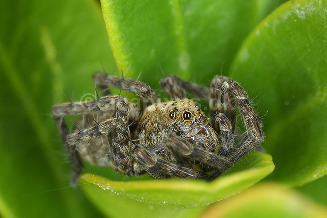 Jagtedderkop; Lycosidae; KVLs have, K�benhavn; ; ; spindlere; 