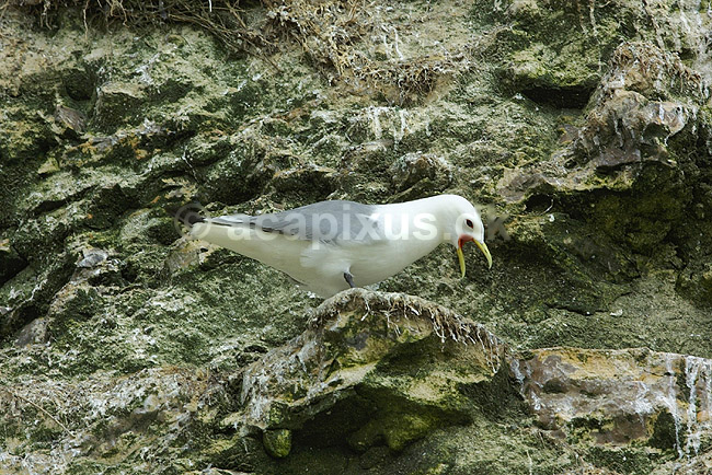 Ride p� ridekolonien p� Bulbjerg; Rissa tridactyla, Laridae; Bulbjerg / Nordjylland; ; ; fugle; 