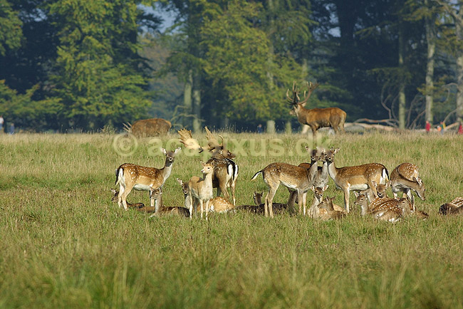 D�dyr, hjort og hinder p� brundstpladsen; Dama dama, Cervidae; J�gersborg Dyrehave / Sj�lland; Danmark; ; pattedyr; 