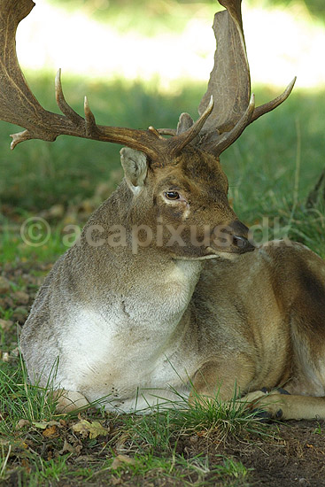 D�dyr, hjort der hviler ud i lund under brunstperioden; Dama dama, Cervidae; J�gersborg Dyrehave / Sj�lland; Danmark; ; pattedyr; 
