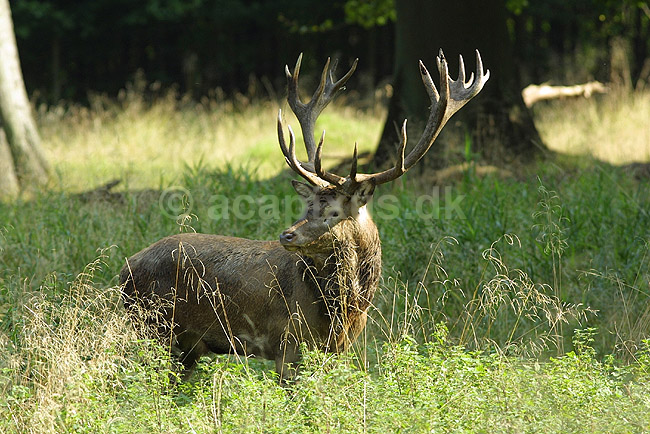 Kronhjort; Cervus elaphus, Cervidae; J�gersborg Dyrehave / Sj�lland; Danmark; ; pattedyr; 