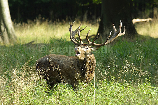 Kronhjort; Cervus elaphus, Cervidae; J�gersborg Dyrehave / Sj�lland; Danmark; ; pattedyr; 