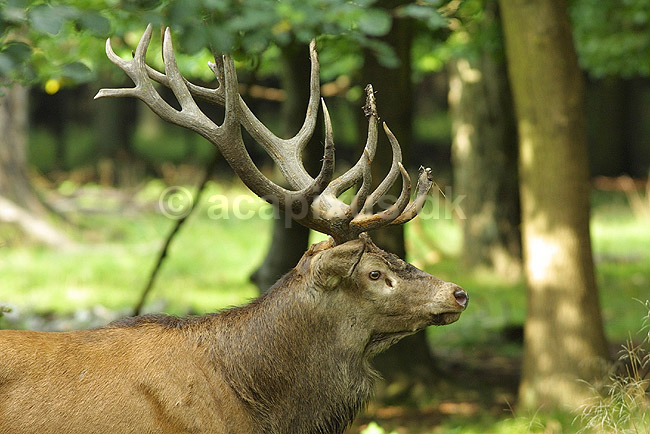 Kronhjort; Cervus elaphus, Cervidae; J�gersborg Dyrehave / Sj�lland; Danmark; ; pattedyr; 