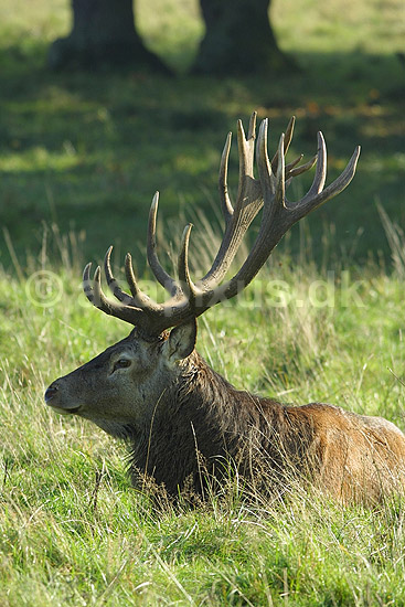 Kronhjort; Cervus elaphus, Cervidae; J�gersborg Dyrehave / Sj�lland; Danmark; ; pattedyr; 