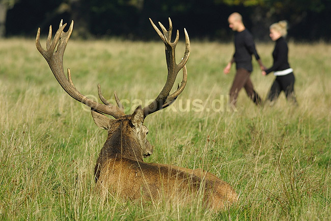 Kronhjort og s�ndagstur i naturen; Cervus elaphus, Cervidae; J�gersborg Dyrehave / Sj�lland; Danmark; ; pattedyr; 
