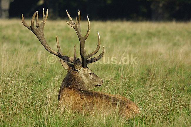 Kronhjort; Cervus elaphus, Cervidae; J�gersborg Dyrehave / Sj�lland; Danmark; ; pattedyr; 