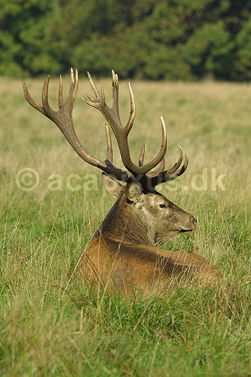 Kronhjort; Cervus elaphus, Cervidae; J�gersborg Dyrehave / Sj�lland; Danmark; ; pattedyr; 
