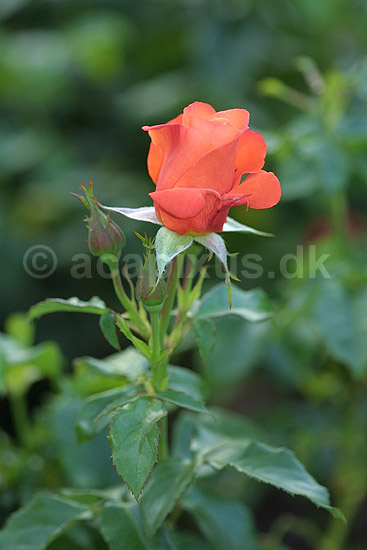 Buket rose - Harvest Sun; Rosa; Landboh�jskolens Have / Frederiksberg; ; ; planter; 