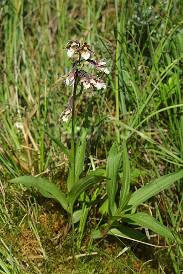 Sumphull�be. G�geurter. Orkideer; Epipactis palustris; Vandplasken / K�rsg�rd Strand / L�nstrup / Nordjylland; ; ; planter; 