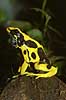 Poisonous frog Dendrobates tinctorius, Ranidae Zoological garden, Copenhagen   amphibians 