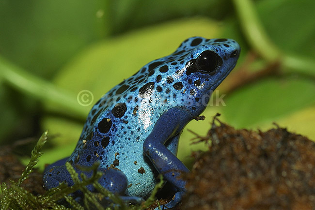 Bl� giftfr�; Dendrobates azureus, Ranidae; Zoologisk Have, K�benhavn; ; ; padder; 