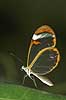 Butterfly - Glaswing Oleria tigilla, Ithomiidae Tropehuset / Zoological garden / Copenhagen   insects 