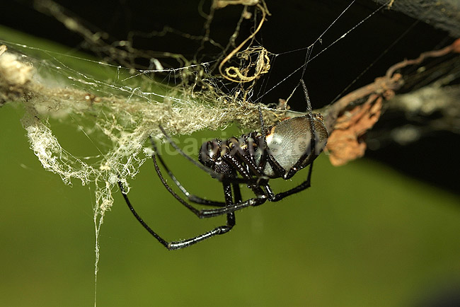 Sort enke lignende edderkop fra Madagaskar; ; P�rinet NP (Parc National d Andasibe-Mantadia NP); Madagaskar; Afrika; spindlere; 