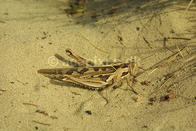 Vandregr�shoppe fra Madagaskar; Anacridium aegypticum; Toalagnaro (Fort Dauphin); Madagaskar; Afrika; insekter; 