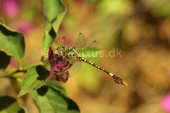 Guldsmed fra Madagaskar; Anisoptera; Berenty; Madagaskar; Afrika; insekter; 