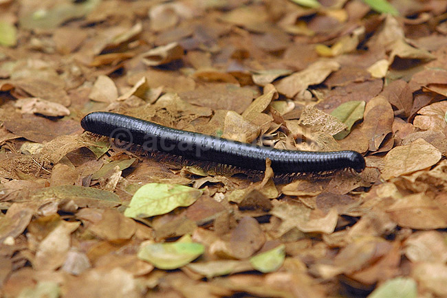 K�mpetusindben fra Madagaskar; (Spirobolus spec?), Diplopoda; Berenty; Madagaskar; Afrika; spindlere; 