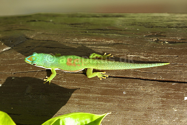 Stor Madagaskar daggekko; Phelsuma madagascararensis; P�rinet NP (Parc National d Andasibe-Mantadia NP); Madagaskar; Afrika; krybdyr; 