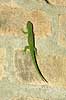 Green Day gecko Phelsuma madagascararensis Marozevo Madagascar Africa reptiles 