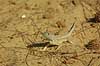 White Day gecko Chalarodon madagascariensis Morondava Madagascar Africa reptiles 
