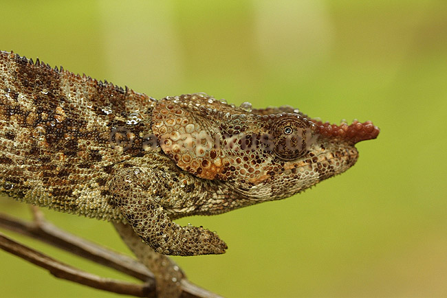 Kam�leon fra Madagaskar; Calumma brevicornis, Chamaeleonidae; P�rinet NP (Parc National d Andasibe-Mantadia NP); Madagaskar; Afrika; krybdyr; 