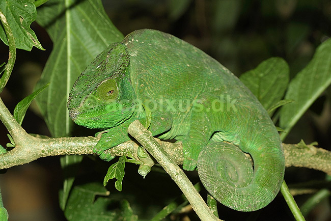 Parsons kam�leon; Calumma parsonii, Chamaeleonidae; Marozevo; Madagaskar; Afrika; krybdyr; 