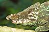 Parsons Chameleon Calumma parsonii, Chamaeleonidae Marozevo Madagascar Africa reptiles 