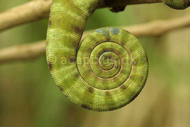 Kam�leon fra Madagaskar; Furcifer balteatus, Chamaeleonidae; Marozevo; Madagaskar; Afrika; krybdyr; 