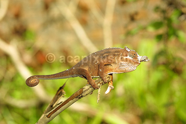 Kam�leon fra Madagaskar; Furcifer bifundus, Chamaeleonidae; Marozevo; Madagaskar; Afrika; krybdyr; 