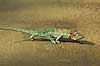 Chameleon from Madagascar Furcifer verrucosus, Chamaeleonidae Marozevo Madagascar Africa reptiles 