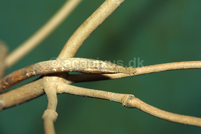 Madagaskar bladn�sesnog; Langaha madagascariensis; Marozevo; Madagaskar; Afrika; krybdyr; slanger