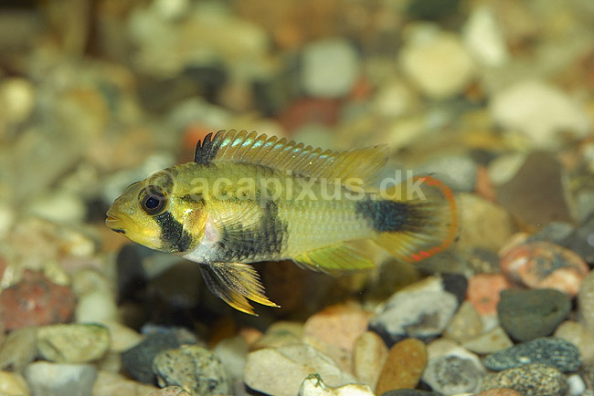 Sydamerikansk dv�rgcichlide, hun; Apistogramma panduro; ; ; ; fisk; akvarium akvariefisk