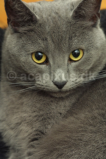Huskat i sin kurv; Felis catus, Felidae; ; ; ; pattedyr; k�ledyr huskatte duchesne