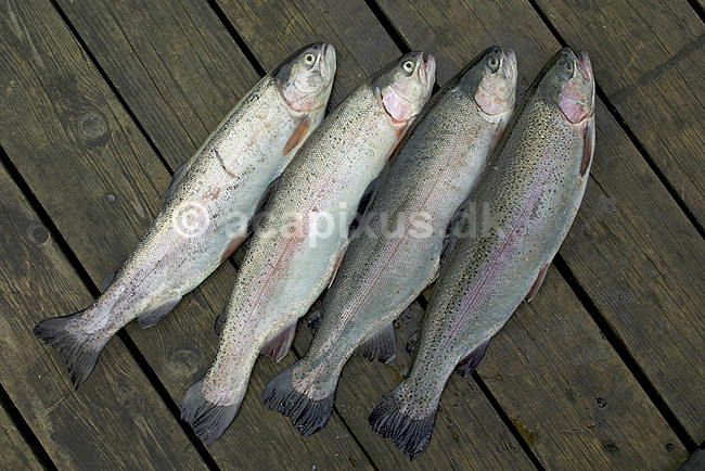 Regnbue�rreder landet p� b�debro; Salmo gairdneri; ; Sverige; Europa; fisk; sportsfiskeri spisefisk lystfiskeri