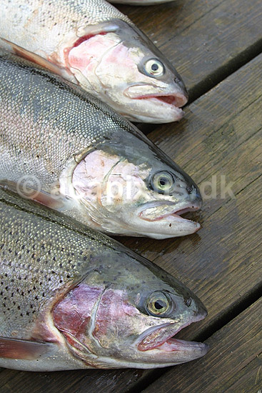 Regnbue�rreder landet p� b�debro; Salmo gairdneri; ; Sverige; Europa; fisk; sportsfiskeri spisefisk lystfiskeri