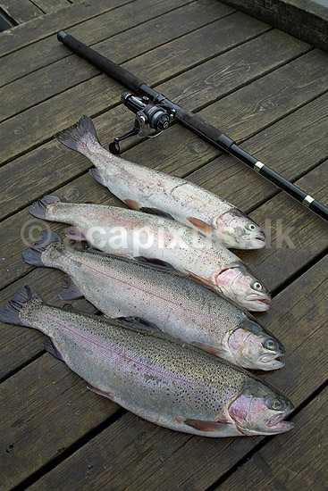 Regnbue�rreder landet p� b�debro; Salmo gairdneri; ; Sverige; Europa; fisk; sportsfiskeri spisefisk lystfiskeri