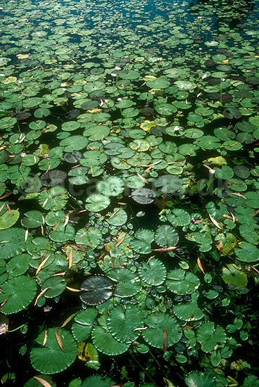 �kander i Catfish Creek, n�r Ubirr i Kakadu National Park; ; Kakadu NP / Northern Territory; Australien; Australien; planter; 
