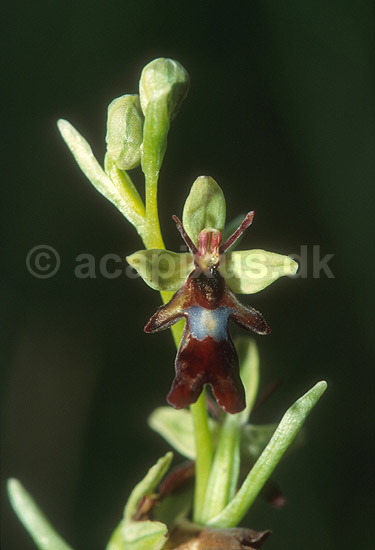 Flueblomst; Ophrys insectifera; �land; Sverige; Europa; planter; 