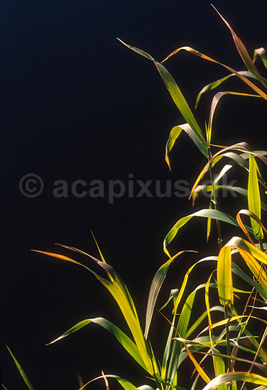 S�dgr�s; Glyceria spec.; ; ; ; planter; 