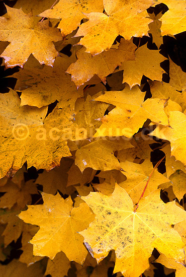 Efter�rsblade af Spids-l�n; Acer platanoides; ; ; ; planter; 
