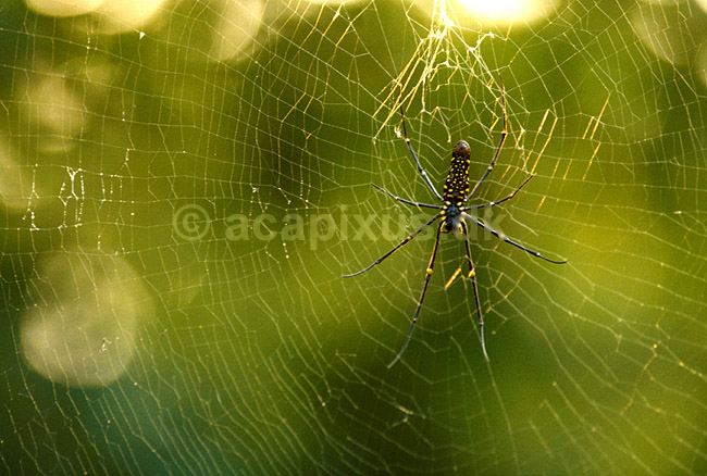 Stor hjulspinderedderkop; ; Chitwan NP; Nepal; Asien; spindlere; 
