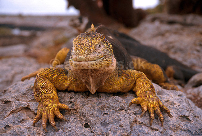 Landleguan; Conolophus subcristatus, Iguanidae; South Plazas / Galapagos; Equador, Ecuador; Syd Amerika; krybdyr; 