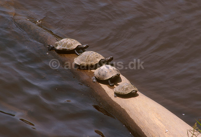 Sumpskildpadder soler sig p� tr�stamme i Amazonas; ; Yasuni NP / Amazonas; Equador, Ecuador; Syd Amerika; krybdyr; 