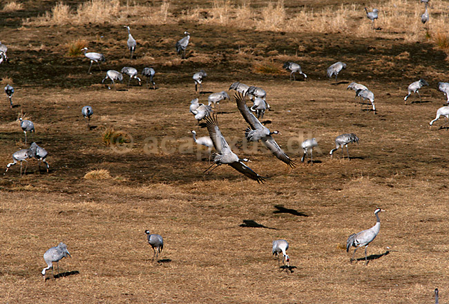 Traner flyver til dansepladsen tidlig morgen; Grus grus, Gruidae; Hornborga s�en; Sverige; Europa; fugle; 