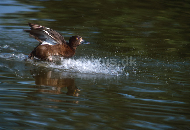 Troldand (hun) lander p� vandet; Aythya fuligula, Anatidae; Utterslev Mose / Sj�lland; ; ; fugle; 