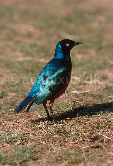 Trefarvet glansst�r; Spreo superbus, Sturnidae; Serengeti NP; Tanzania; Afrika; fugle; 