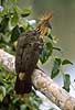 Hoatzin Opisthocomus hoatzin, Ophisthocomidae Yasuni NP / Amazonas Equador South america birds 