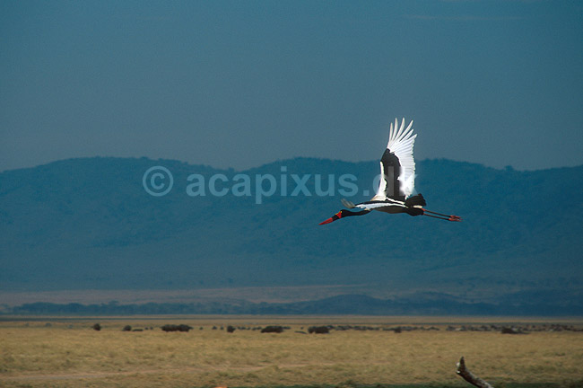 Saddeln�bsstork i flugt; Ephippiorhynchus senegalensis, Ciconiidae; Ngorongoro NP; Tanzania; Afrika; fugle; 