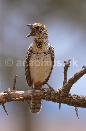 D'Arnauds sk�gfugl; Trachyphonus darnaudii, Capitonidae; Serengeti NP; Tanzania; Afrika; fugle; 