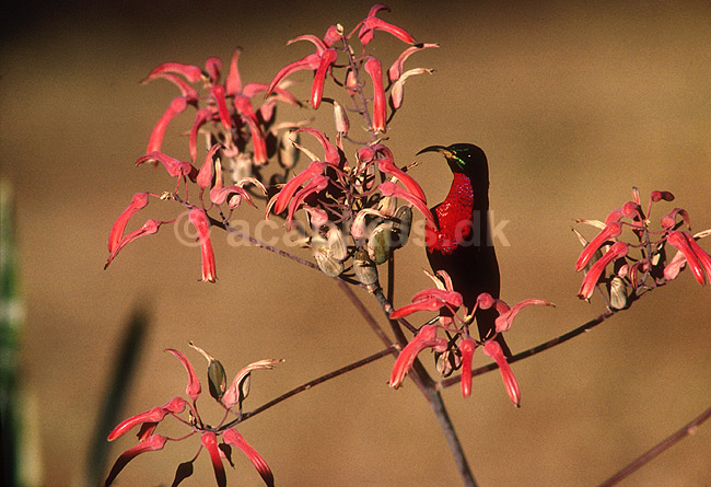 R�dbrystet solfugl; Nectarinia senegalensis, Nectariniidae; Gwai River / Hwange NP; Zimbabwe; Afrika; fugle; 
