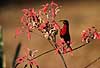 Carminebreasted sunbird Nectarinia senegalensis, Nectariniidae Gwai River / Hwange NP Zimbabwe Africa birds 